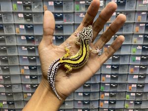 P-115 | BOLD STRIPE TEMBUS - JANTAN