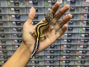 P-116 | BOLD STRIPE TEMBUS - JANTAN