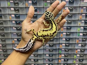 F-217 | BANDIT BOLD STRIPE POSSIBLE HET. TREMPER - BETINA