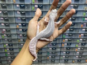 P-126 | PIED - BETINA