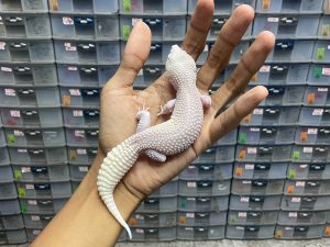 P-127 | PIED ALBINO TREMPER (SUPER PIED) - BETINA