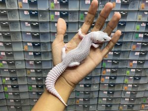 P-129 | PIED POSSIBLE HET. TREMPER - BETINA