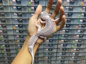 P-130 | PIED HET. TREMPER - BETINA