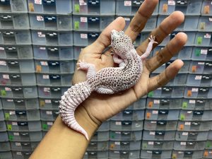 P-131 | PIED POSSIBLE HET. TREMPER- BETINA