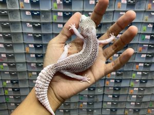 P-132 | PIED POSSIBLE HET. TREMPER - BETINA