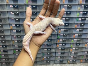 P-135 | PIED ALBINO TREMPER - JANTAN
