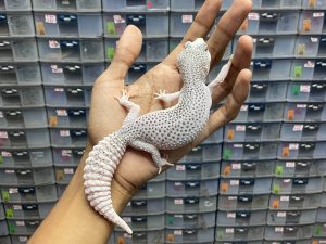 P-139 | PIED POSSIBLE HET. TREMPER - BETINA