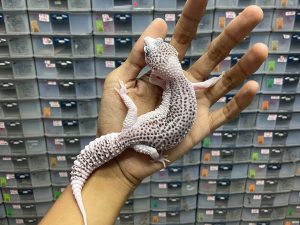 P-142 | PIED POSSIBLE HET. TREMPER - BETINA OVUL