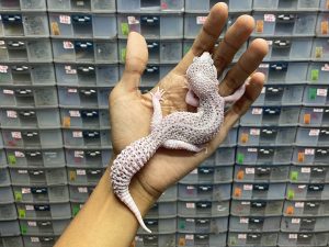 P-143 | PIED POSSIBLE HET. TREMPER - BETINA