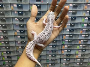 P-146 | PIED ( SUPER PIED ) - BETINA