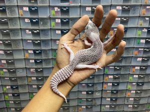 P-144 | PIED HET. RAPTOR - BETINA