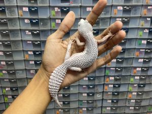 P-145 | PIED HET. TREMPER - BETINA