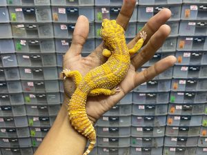 M-108 | TREMPER SUNSPOT - JANTAN