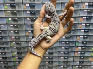 M-111 | SNOW BLACK NIGHT - JANTAN