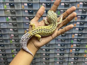 M-112 | ECLIPSE HET. RAPTOR (LINE RED STRIPE) - JANTAN