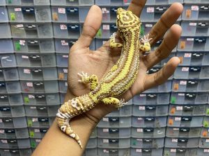 M-114 | ALBINO BELL BOLD STRIPE - JANTAN