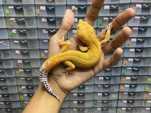M-117 | SUPER HYPO TANGERINE CARROT TAIL (SHTCT) - JANTAN