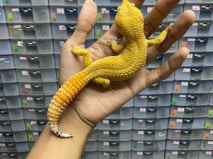 M-119 | SUPER HYPO TANGERINE CARROT TAIL (SHTCT) - JANTAN