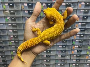 M-120 | SUNGLOW - JANTAN