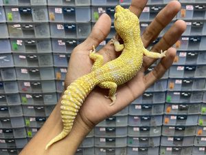 M-122 | ALBINO MACK SNOW BELL HET. RADAR - JANTAN