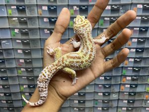 M-123 | MACK SNOW RAPTOR - JANTAN