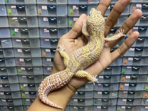 M-124 | MACK SNOW ALBINO TREMPER BLACK NIGHT - JANTAN