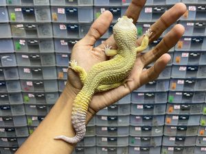 M-126 | MURPHY BLACK NIGHT - JANTAN