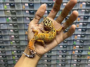 M-128 | EMERALD TANGERINE ( EMERINE ) - JANTAN