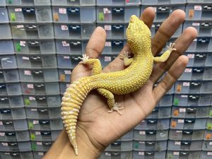 M-130 | ALBINO TREMPER REVERSE ( RAPTOR ) - JANTAN
