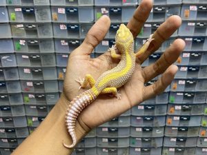 M-132 | ALBINO TREMPER BOLD STRIPE - JANTAN