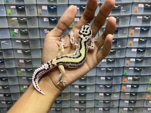 M-134 | BOLD STRIPE HET. TREMPER - JANTAN