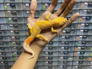 M-137 | ALBINO TREMPER LAVENDER EMERINE - JANTAN