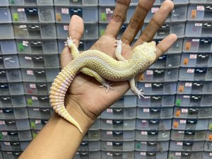 M-138 | ULBAM - JANTAN