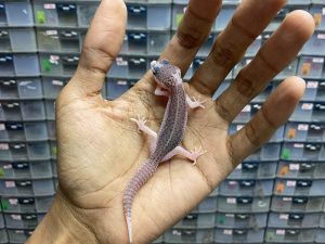 P-149 | PIED ( SUPER PIED ) - INCUB. JANTAN