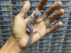 P-154 | SUPER SNOW ECLIPSE (PANDA) POSSIBLE HET. TREMPER - INCUB. BETINA