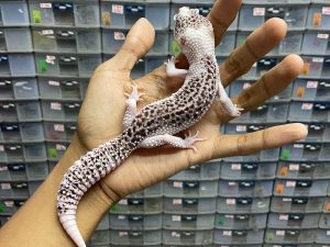 P-156 | SUPER PIED - JANTAN