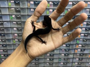 P-157 | BLACK NIGHT SOLID HET. MURPHY - INCUB. BETINA