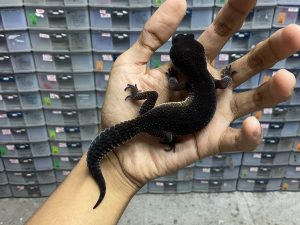 P-163 | BLACK NIGHT SOLID MURPHY PATTERNLESS - BETINA