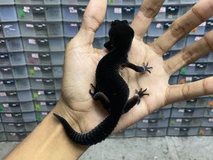 P-164 | BLACK NIGHT SOLID MURPHY PATTERNLESS - BETINA OVUL