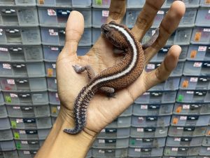 AFT-16 | PATTY STRIPE HET. OREO - JANTAN