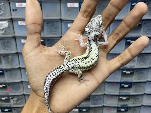 P-166 | LEMON FROST MACK SNOW BANDIT STRIPE TEMBUS - BETINA