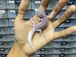 P-167 | SUPER PIED POSSIBLE HET. TREMPER - BETINA