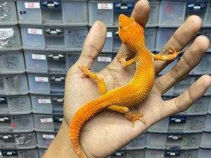 P-169 | SHTCTB BOJONEROKO POSSIBLE HET. TREMPER - BETINA