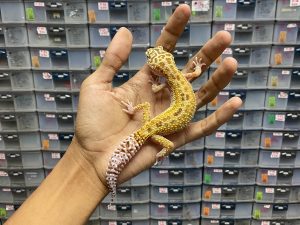 F-227 | MACK SNOW TREMPER HET. DIABLO. LANCO - BETINA