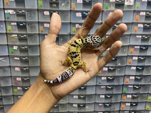 J-160 | AFGHAN CROSS LINE BLACK NIGHT - BETINA