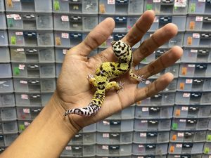 J-161 | AFGHAN POSSIBLE SNOW - BETINA