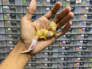 J-165 | GOBLIN - BETINA