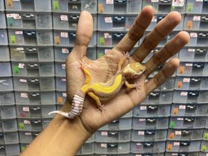 J-166 | TREMPER BOLD STRIPE - BETINA