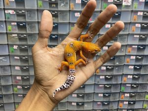 J-167 | EMERINE ORANGE - BETINA