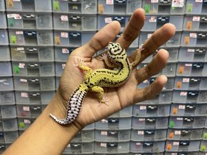J-169 | BOLD STRIPE POSSIBLE HET. TREMPER - BETINA